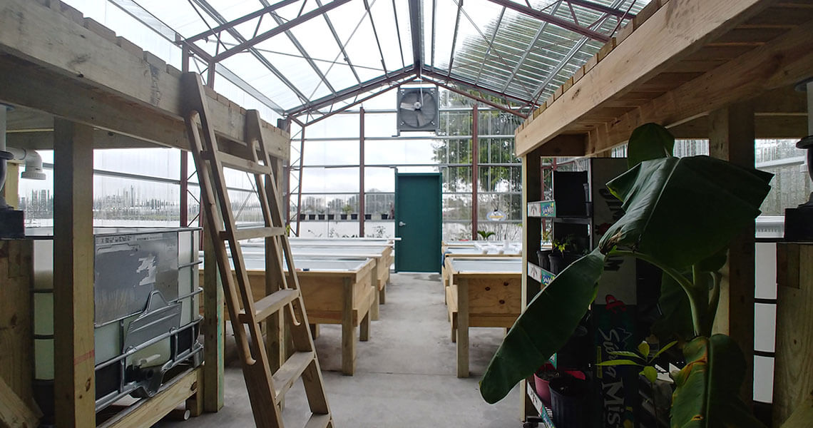 Interior view of a greenhouse with wooden benches, a raised platform with a ladder, and a fan mounted on the back wall. Sunlight filters through the transparent roof, illuminating a banana plant in the foreground.
