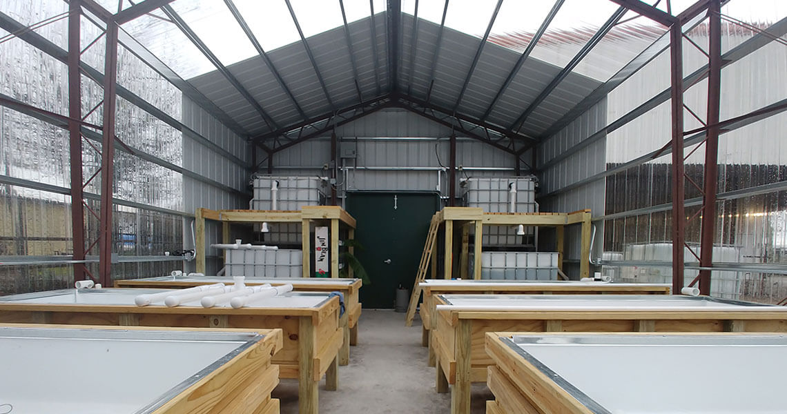 Interior shot of the cajun greenhouse project using one of Worldwide Steel Buildings metal greenhouse kits.