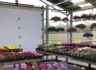 Greenhouse flowers