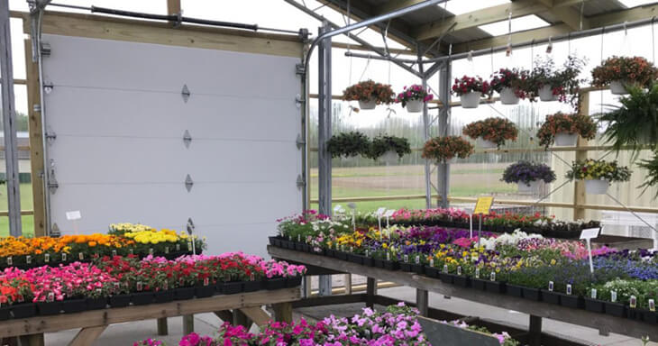 Greenhouse flowers