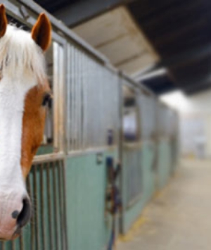 A brown and white horse with a white mane stands in a stable, peering from behind a metal stall door. The interior of the stable, housed within sturdy steel buildings, is dimly lit with a row of stalls visible leading into the distance.
