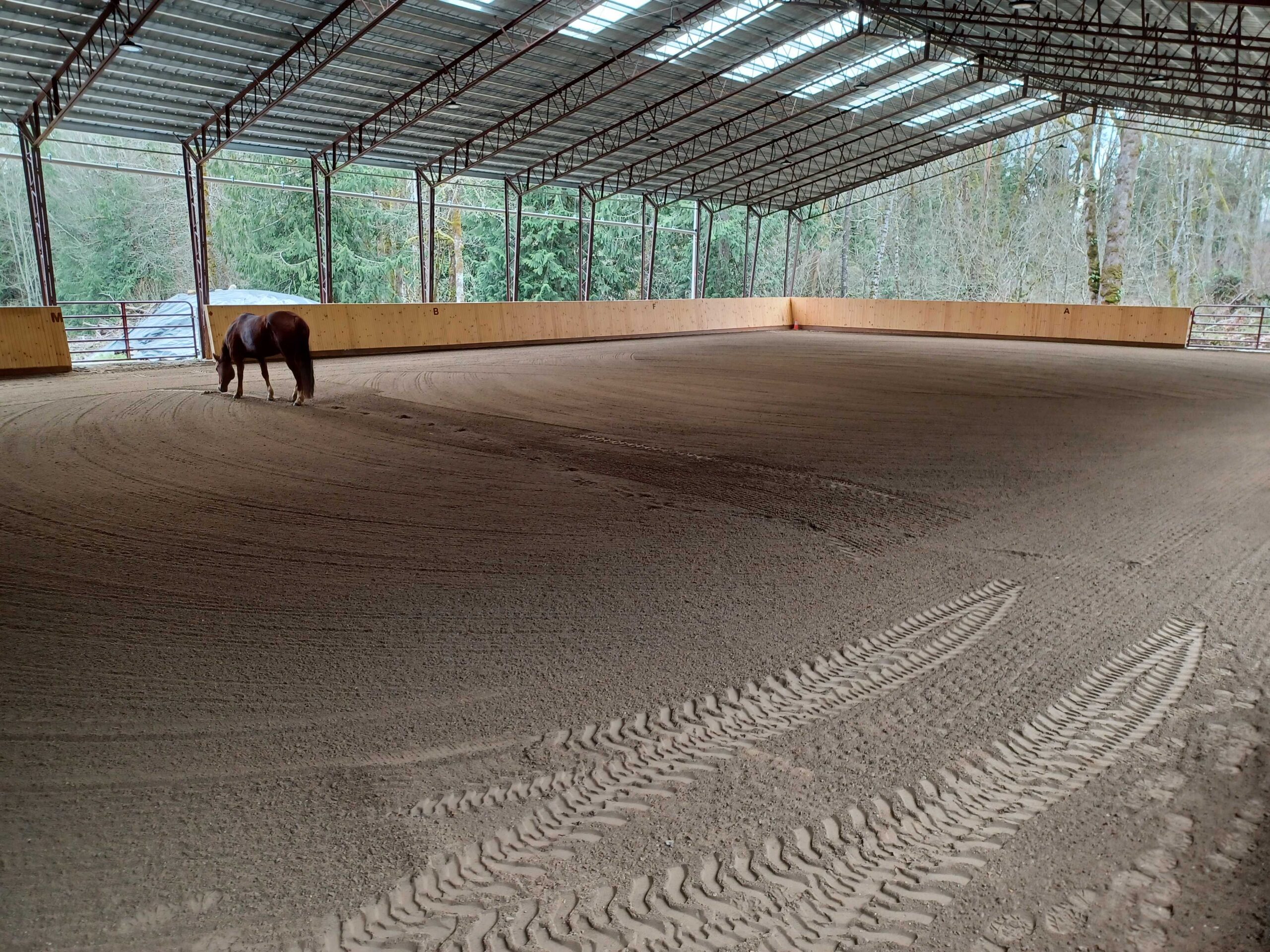 A lone horse grazes at one end of the expansive, covered horse arena. The sandy ground displays tire tracks, surrounded by a wooden barrier. Trees peek through the open sides of this agricultural structure.